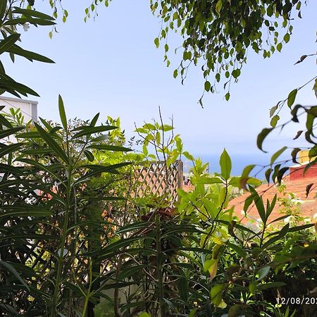 Casa Flora Garden Studio Sauzal Ngoại thất bức ảnh