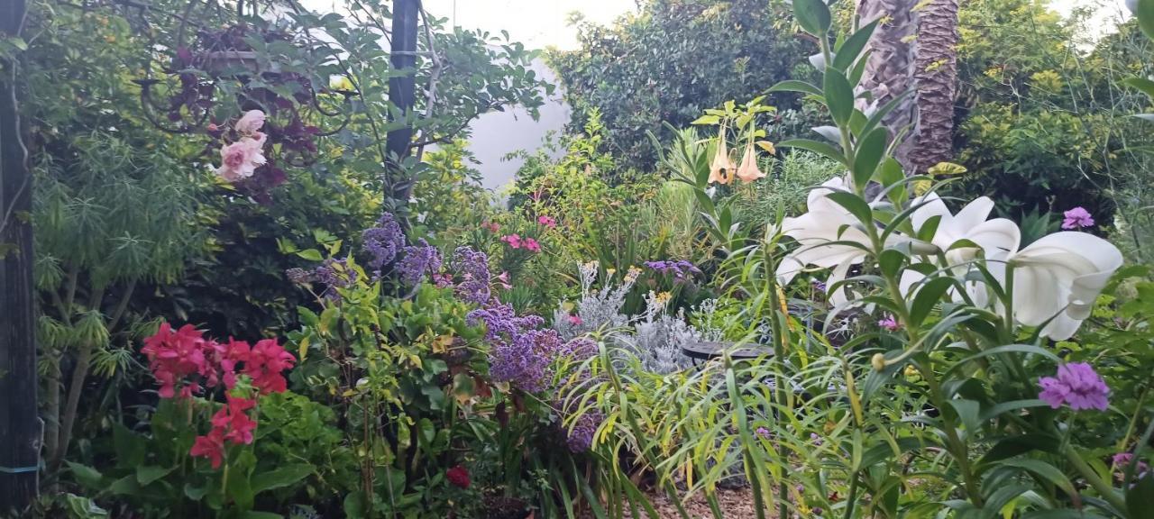 Casa Flora Garden Studio Sauzal Ngoại thất bức ảnh