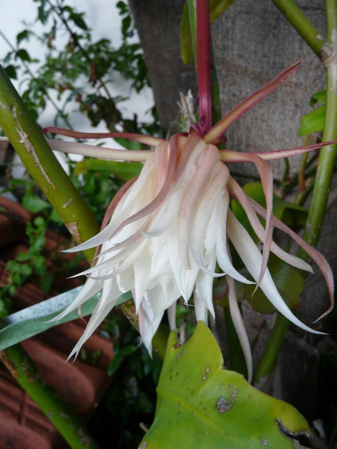 Casa Flora Garden Studio Sauzal Ngoại thất bức ảnh