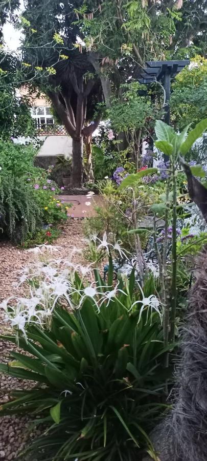 Casa Flora Garden Studio Sauzal Ngoại thất bức ảnh