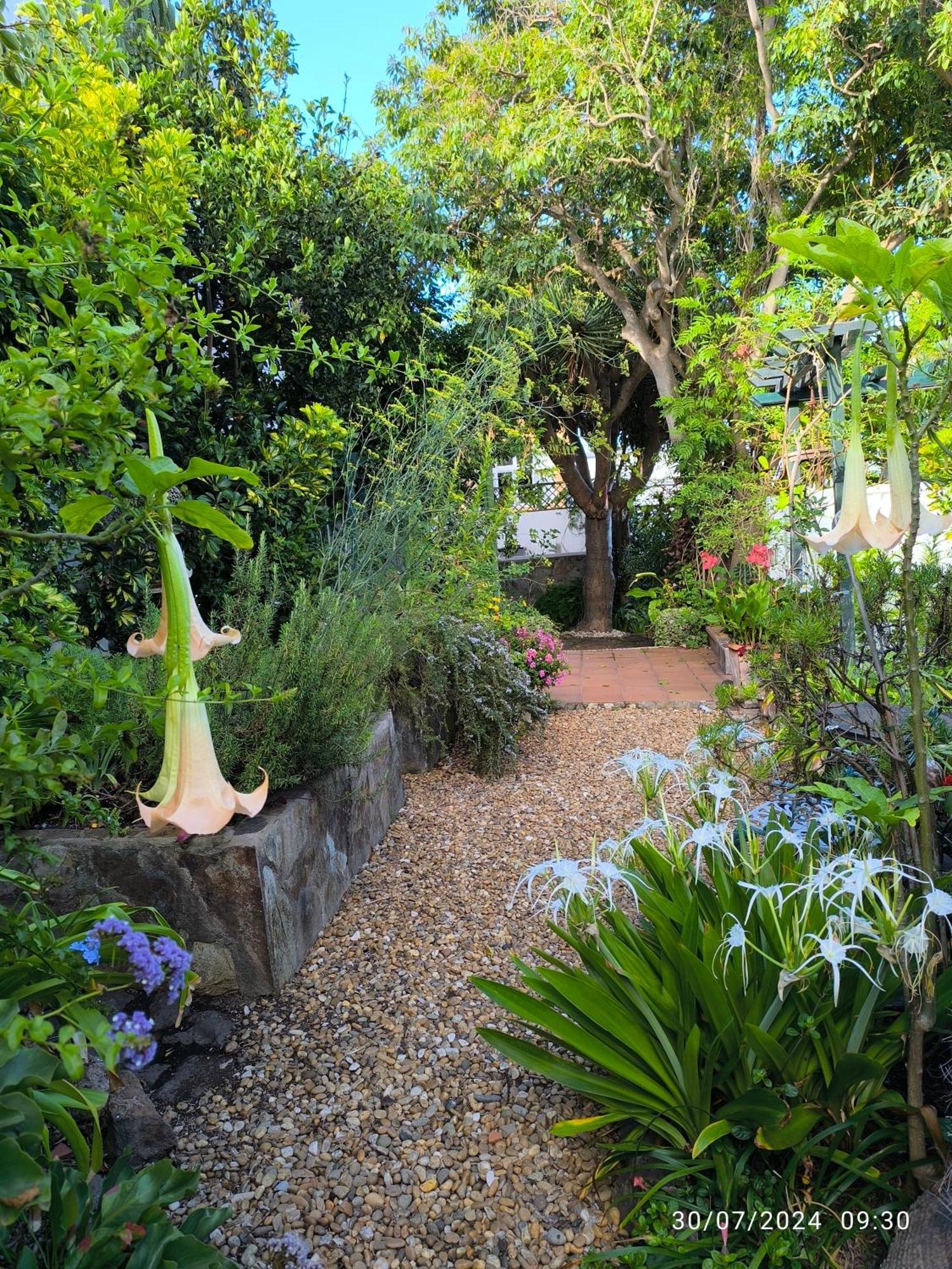 Casa Flora Garden Studio Sauzal Ngoại thất bức ảnh