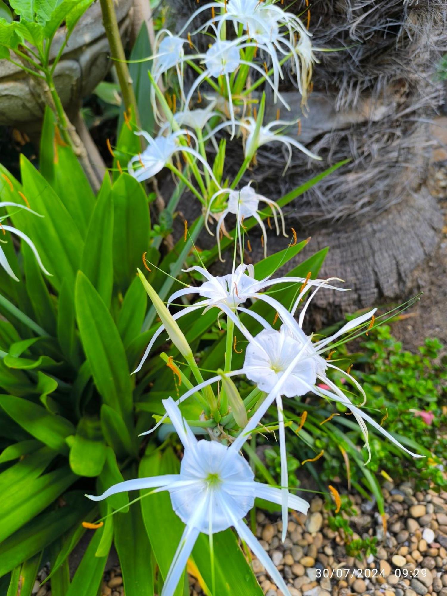 Casa Flora Garden Studio Sauzal Ngoại thất bức ảnh