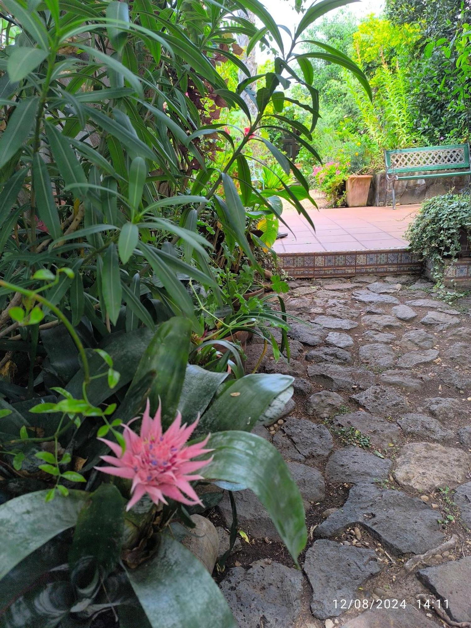 Casa Flora Garden Studio Sauzal Ngoại thất bức ảnh